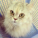 penelope_penri