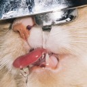 สมาชิกหมายเลข 1021327