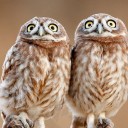 สมาชิกหมายเลข 2339625