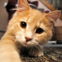 สมาชิกหมายเลข 2733376