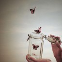 Butterfly Fly Away