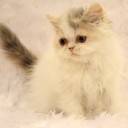 สมาชิกหมายเลข 2147341