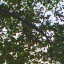 สมาชิกหมายเลข 1515495