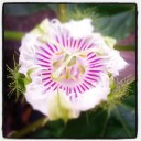 หนูเกศลูกพ่อไก่