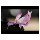 ตั๊กแตนปีกขาว