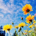 สมาชิกหมายเลข 2736951