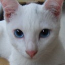 แมวสีขาวตาสีฟ้า