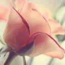 สมาชิกหมายเลข 2318440