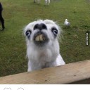 สมาชิกหมายเลข 2737784