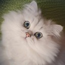 หะเมี๊ยวมุ้งมิ้งงุ้งงิ้ง