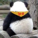 หมีควายในไร่ส้ม