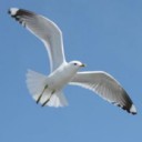 อิสระภาพโบยบิน ณ  ถิ่นโคราช