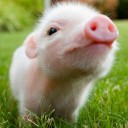 อื้อ อ่า อืม เอ่อ