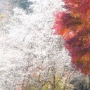 สมาชิกหมายเลข 1951521