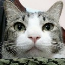 สมาชิกหมายเลข 2740302