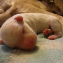 พัดชาวีราวัด