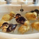 เป็ดน้อยในอ่างน้ำ