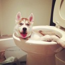 สมาชิกหมายเลข 1968036