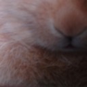 น้อยหน่ากะสาลี่