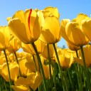 สมาชิกหมายเลข 2346891