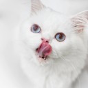 Just A Cat