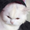 สมาชิกหมายเลข 3108180