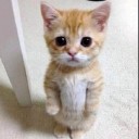 ซื่อบื้อจัง