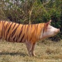 สมาชิกหมายเลข 2649047