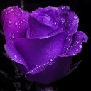 สมาชิกหมายเลข 1953547