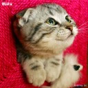 เหมี่ยวเมี๊ยว