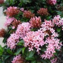 เข็มแคระสีชมพู