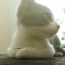 โตโต้ เเมว