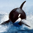 สมาชิกหมายเลข 717686