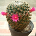 เนตรน้อยจอมซน