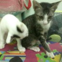 ท่านหญิงปุกปุย