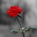 Red Rose Like Love