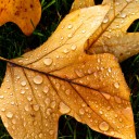 สมาชิกหมายเลข 2350860