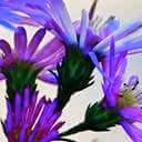 สมาชิกหมายเลข 2745061