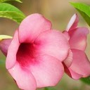 คุณนายกิ๊ก