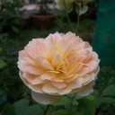 ใบร่วงโรย