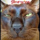 บักหน้ามึน