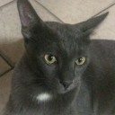 ลูกชิ้นของลิง