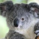 คาชาริน