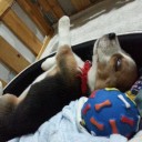 สมาชิกหมายเลข 2352124