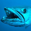 สมาชิกหมายเลข 1940629