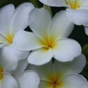 ข้าวมันไก่+ใบต้นหอม