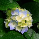 สมาชิกหมายเลข 846320