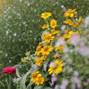 สมาชิกหมายเลข 1529099