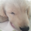 โดเรมอนสีชมพู