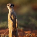 สมาชิกหมายเลข 2228257